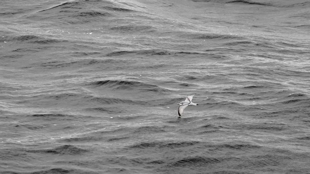 Slender-billed Prion - ML645359628