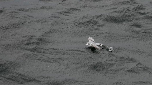 Slender-billed Prion - ML645359630