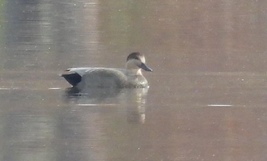 Gadwall - ML645359635