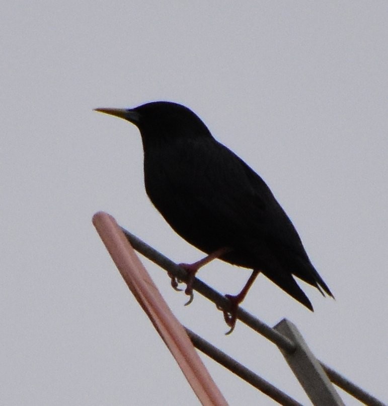 Spotless Starling - ML645359637