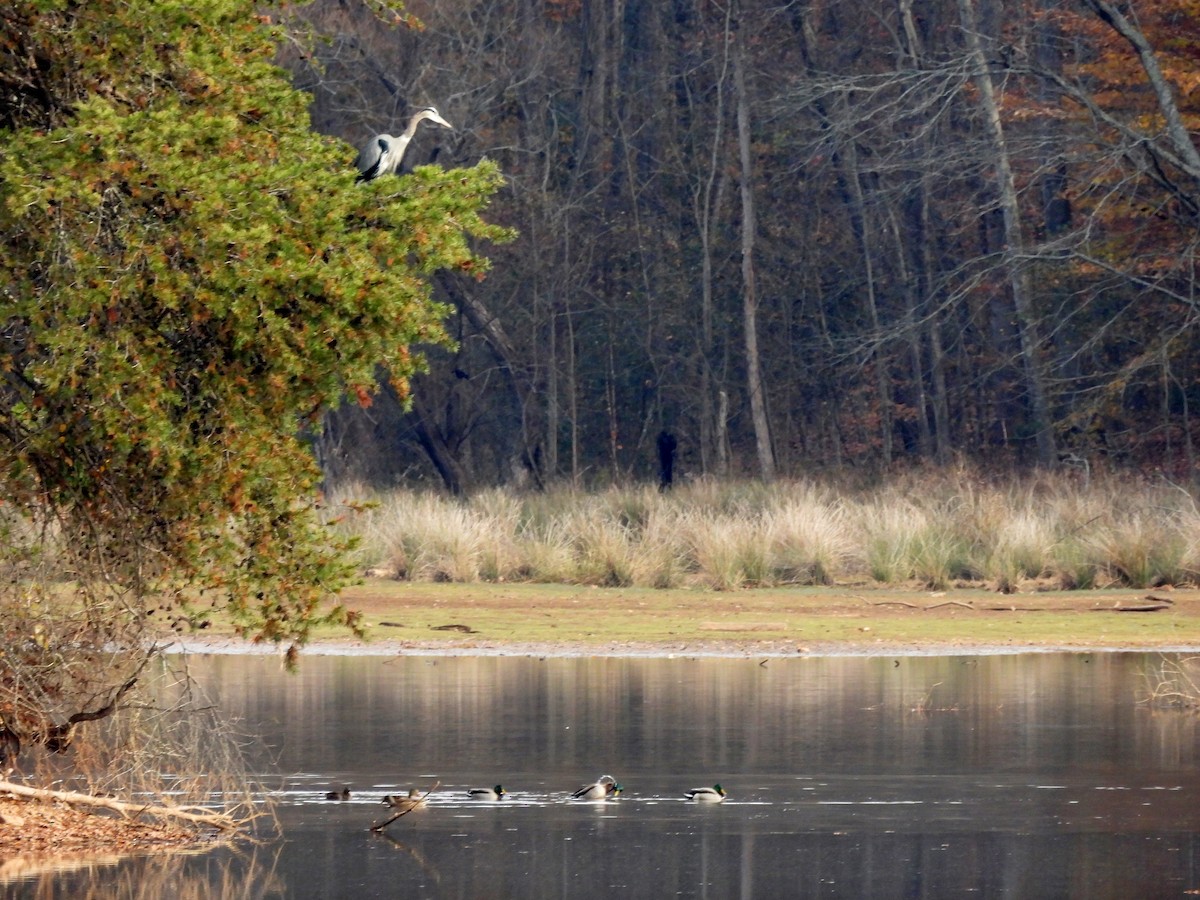 Great Blue Heron - ML645359650