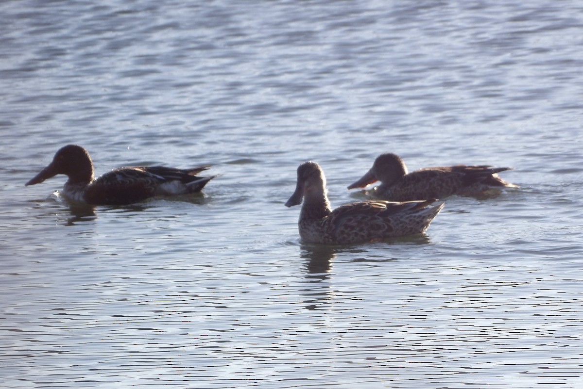 Northern Shoveler - ML645359659