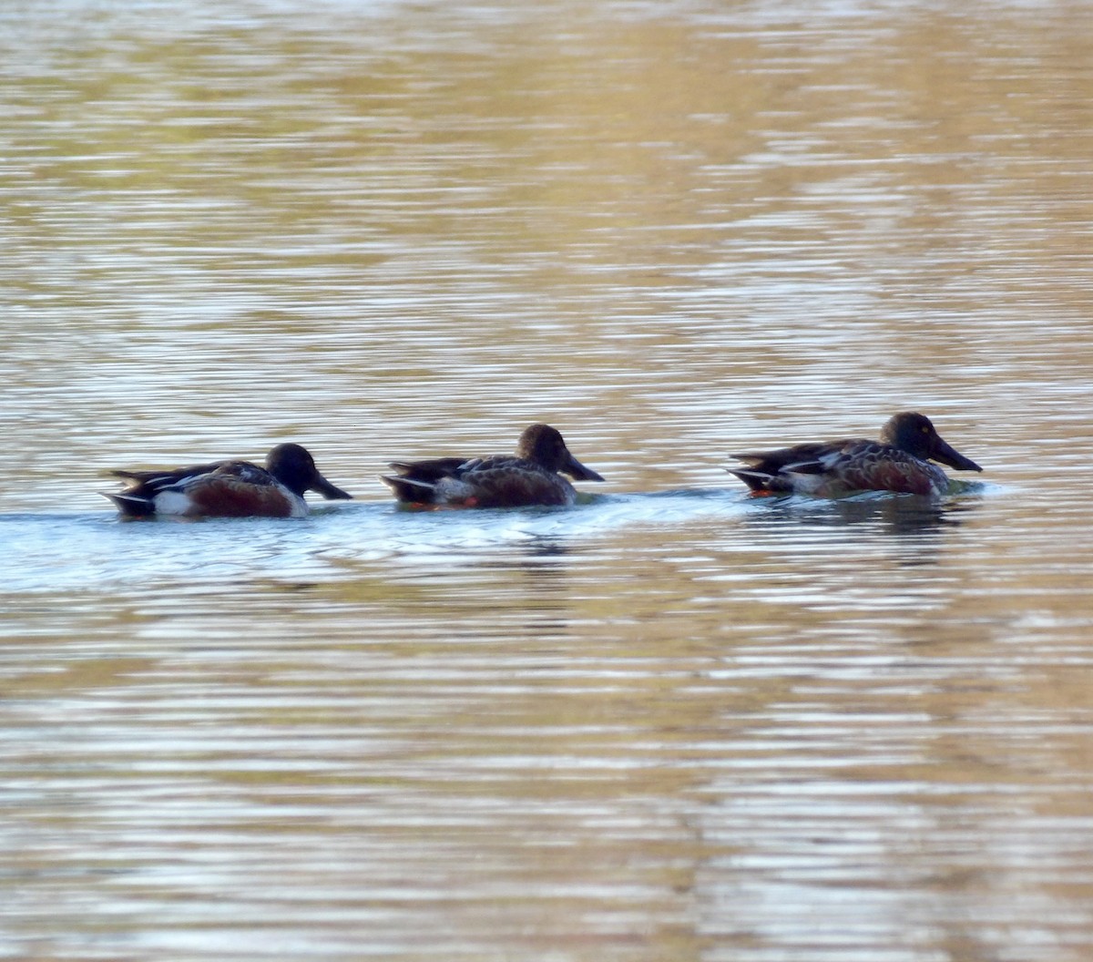 Northern Shoveler - ML645359660