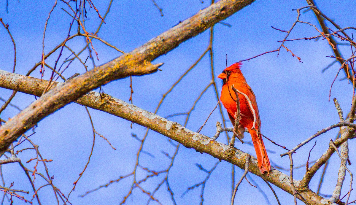 Northern Cardinal - ML645359662