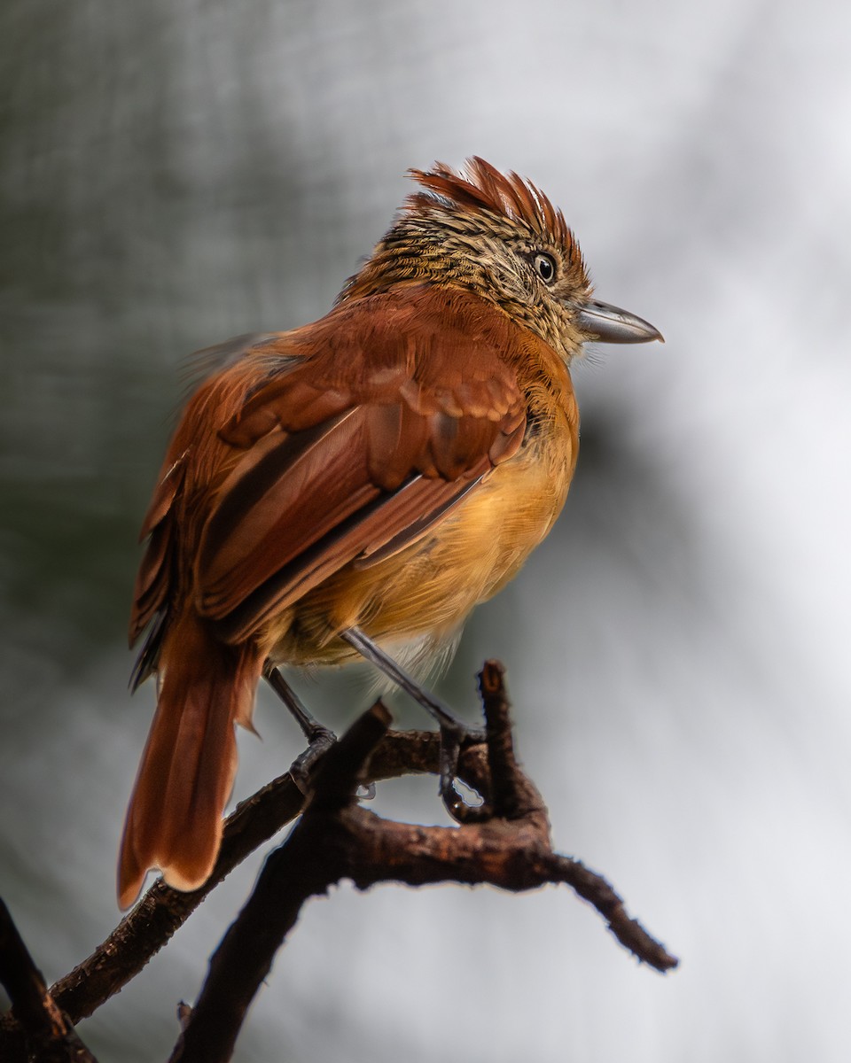 Batará Barrado - ML645359663