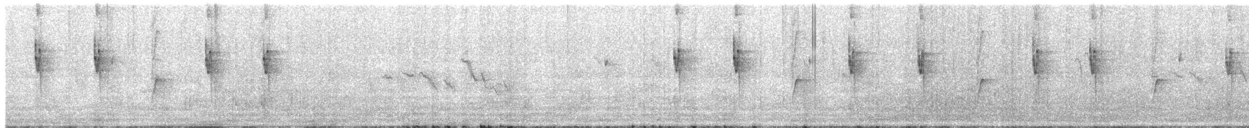 White-vented Violetear - ML645359665