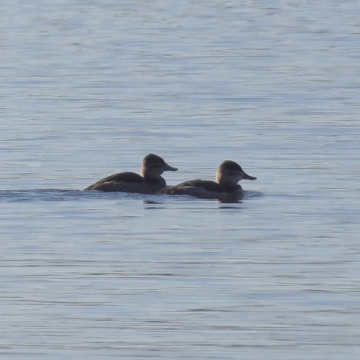 Ruddy Duck - ML645359672