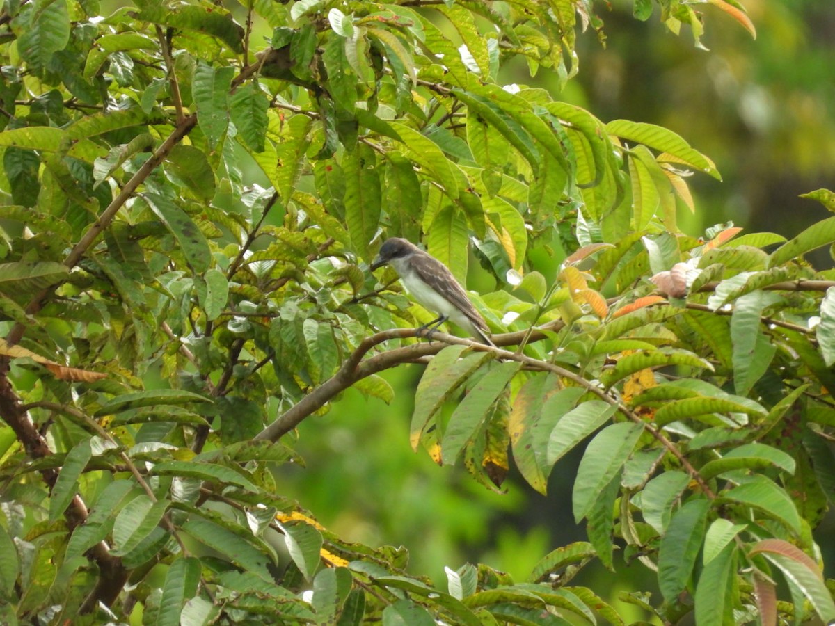 Tyran tritri - ML645359688