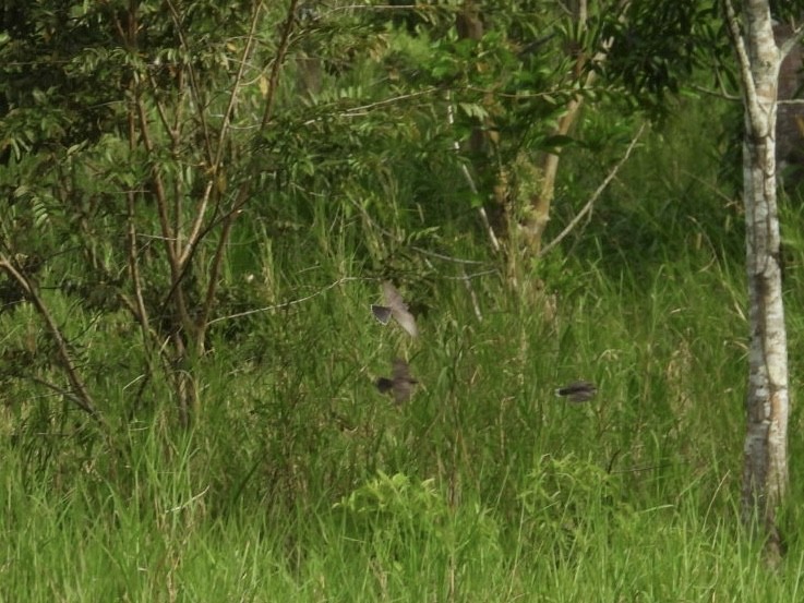 Tyran tritri - ML645359689