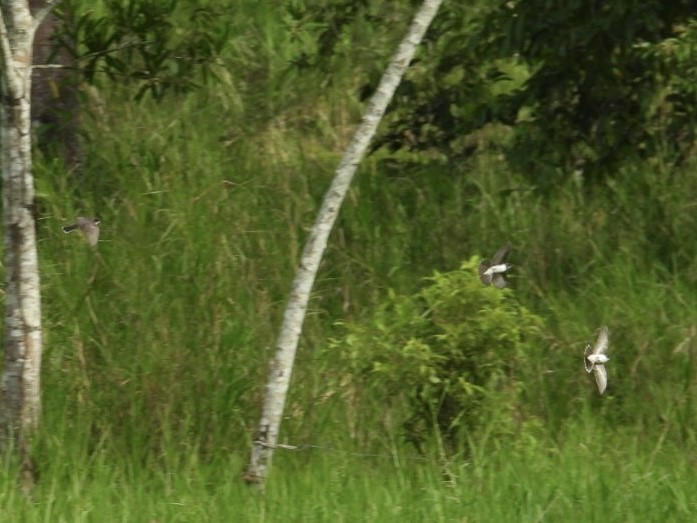 Tyran tritri - ML645359690