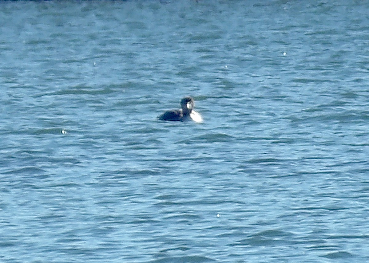 Common Loon - ML645359693