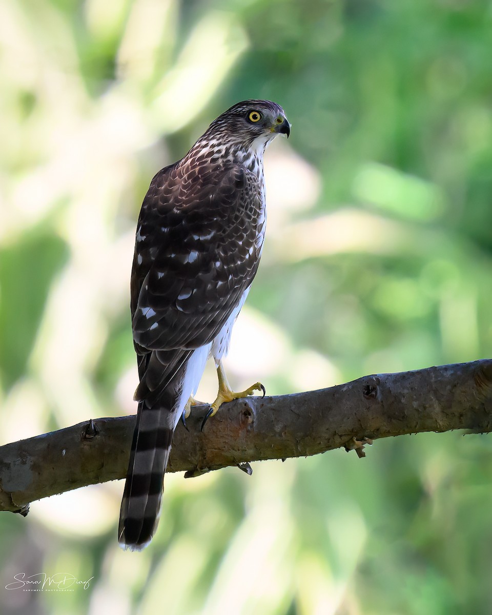 Cooper's Hawk - ML645359710