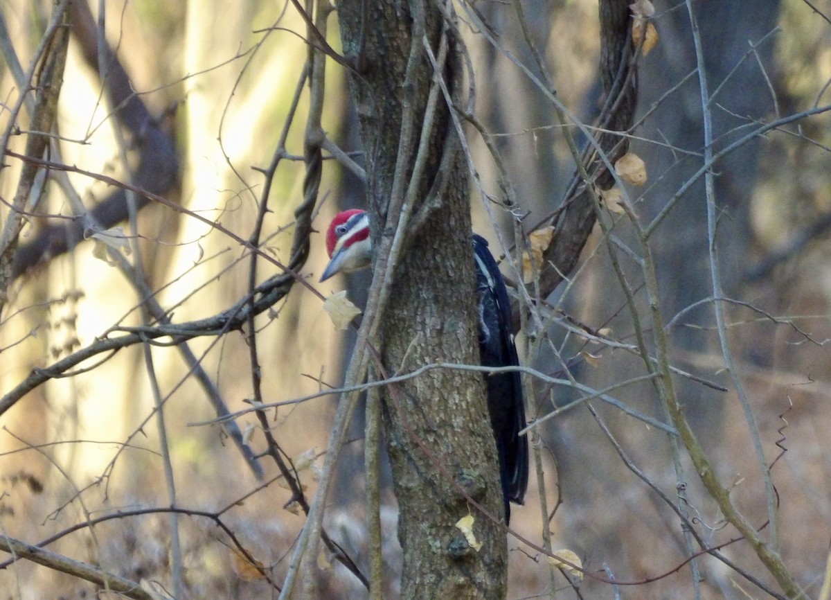 Pileated Woodpecker - ML645359711