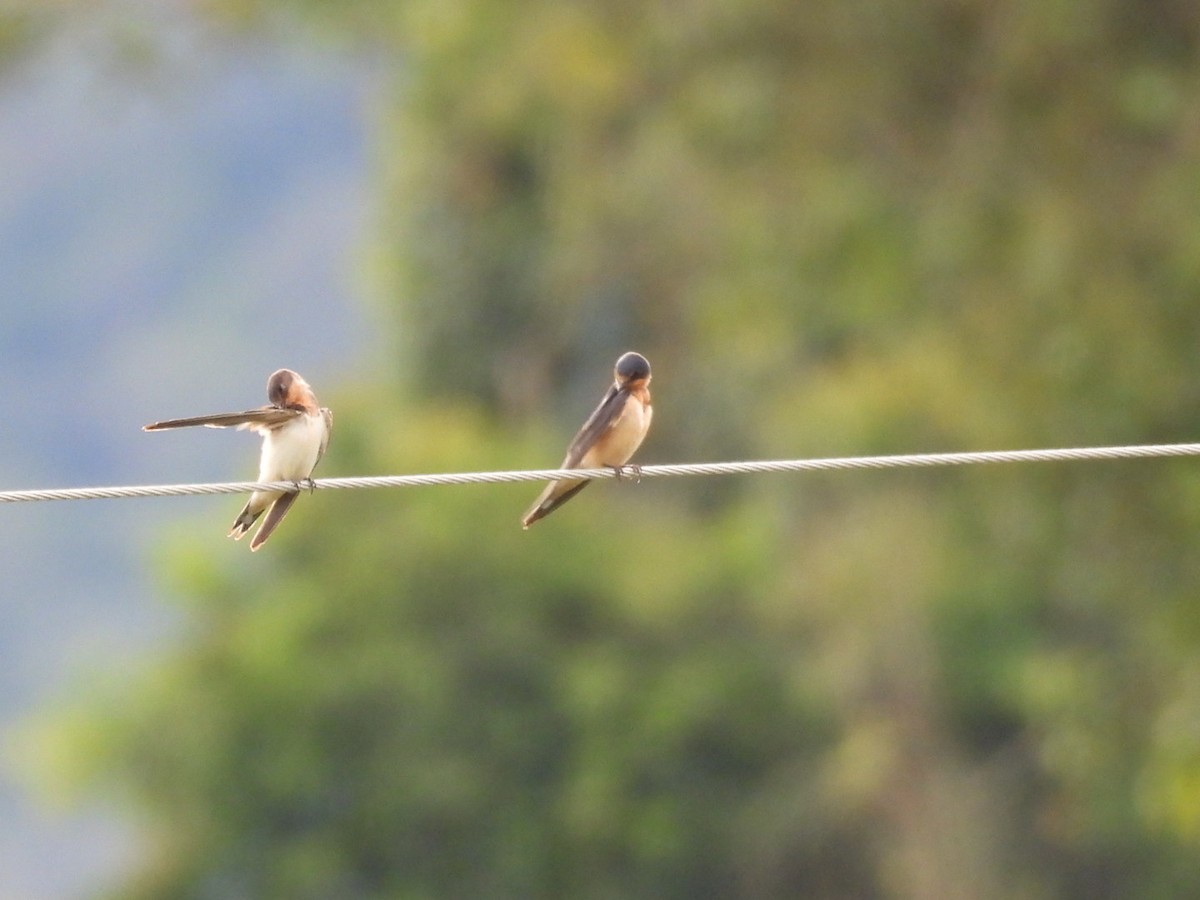 vlaštovka obecná - ML645359713