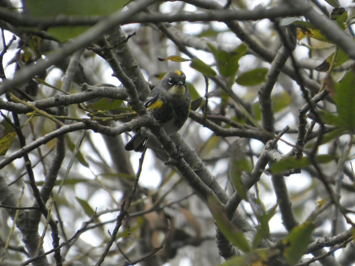 Yellow-rumped Warbler (Myrtle x Audubon's) - ML645359718