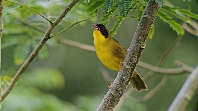 Olive-crowned Yellowthroat - ML645359728