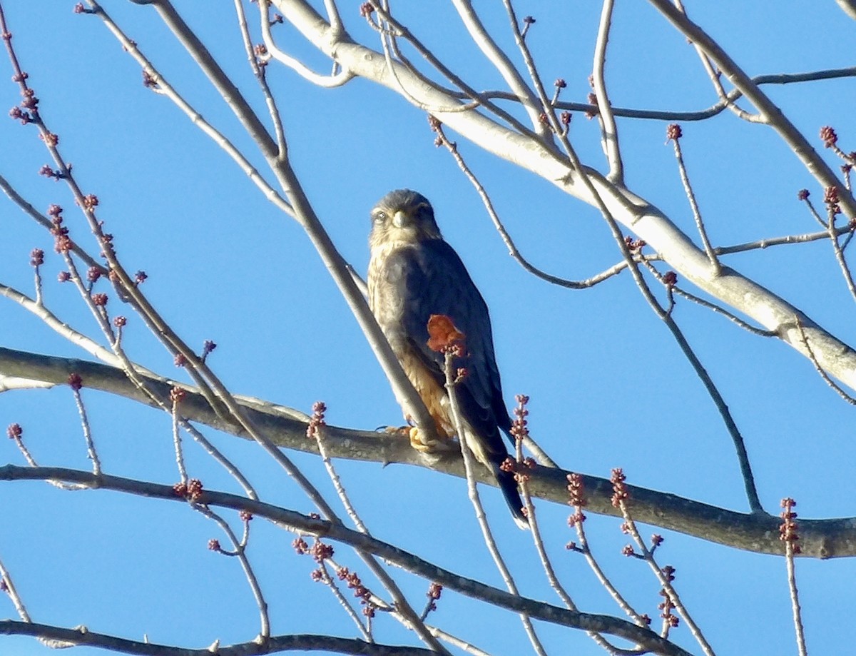 Merlin - ML645359742