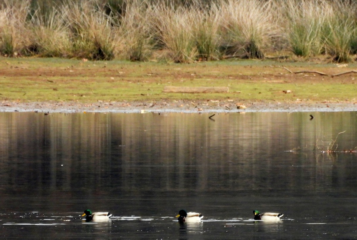 Mallard - ML645359754