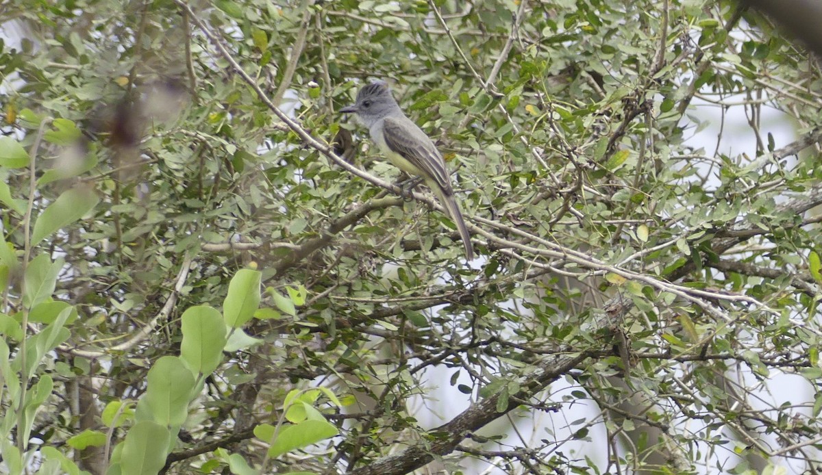 Sooty-crowned Flycatcher - ML645359757