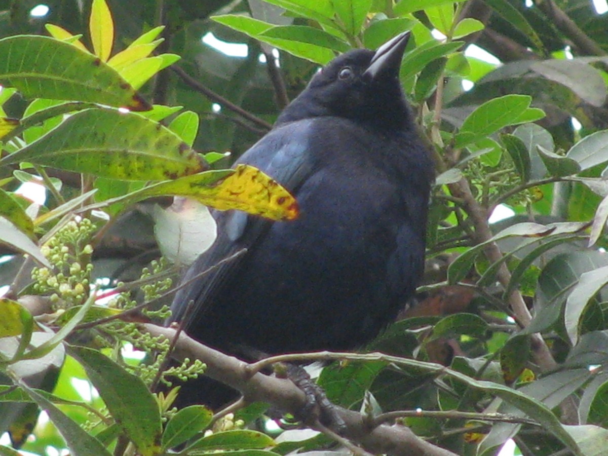 Scrub Blackbird - ML645359761