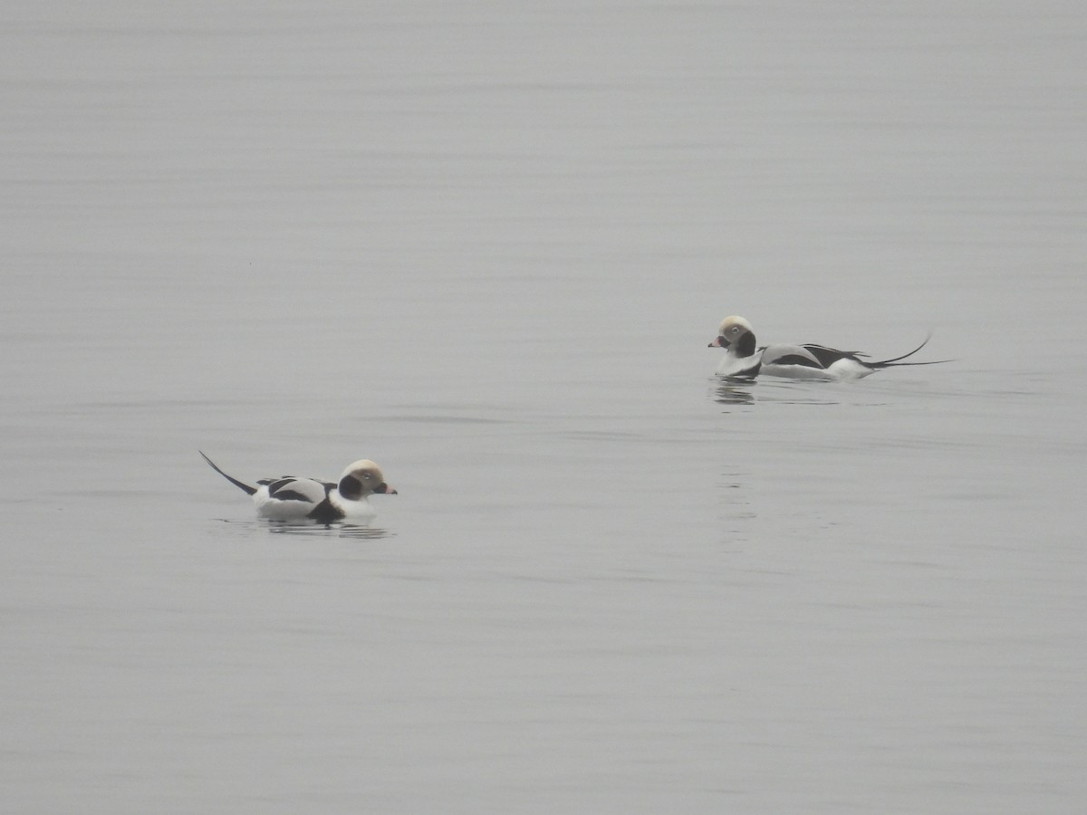 Long-tailed Duck - ML645359762