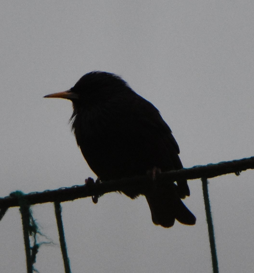 Spotless Starling - ML645359767