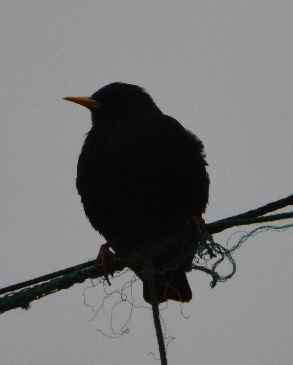 Spotless Starling - ML645359768