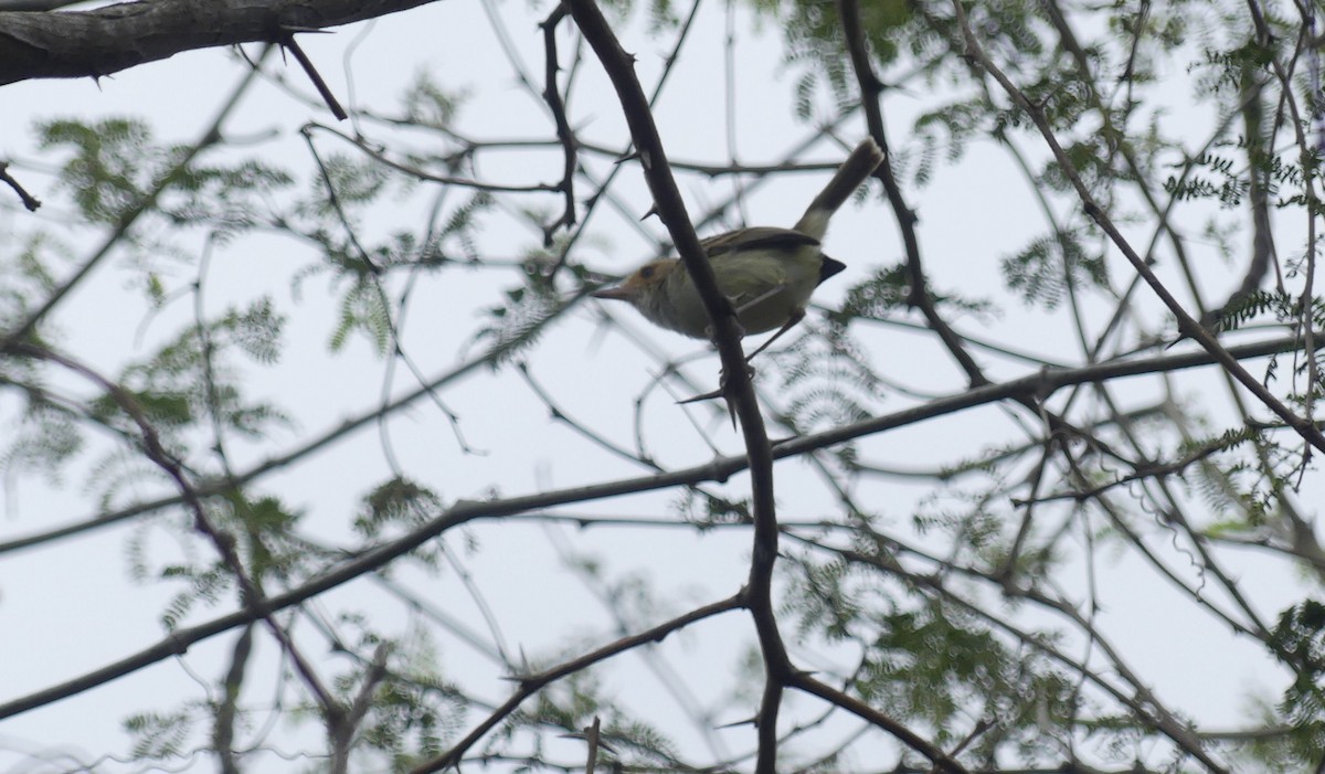 Fulvous-faced Scrub-Tyrant - ML645359769