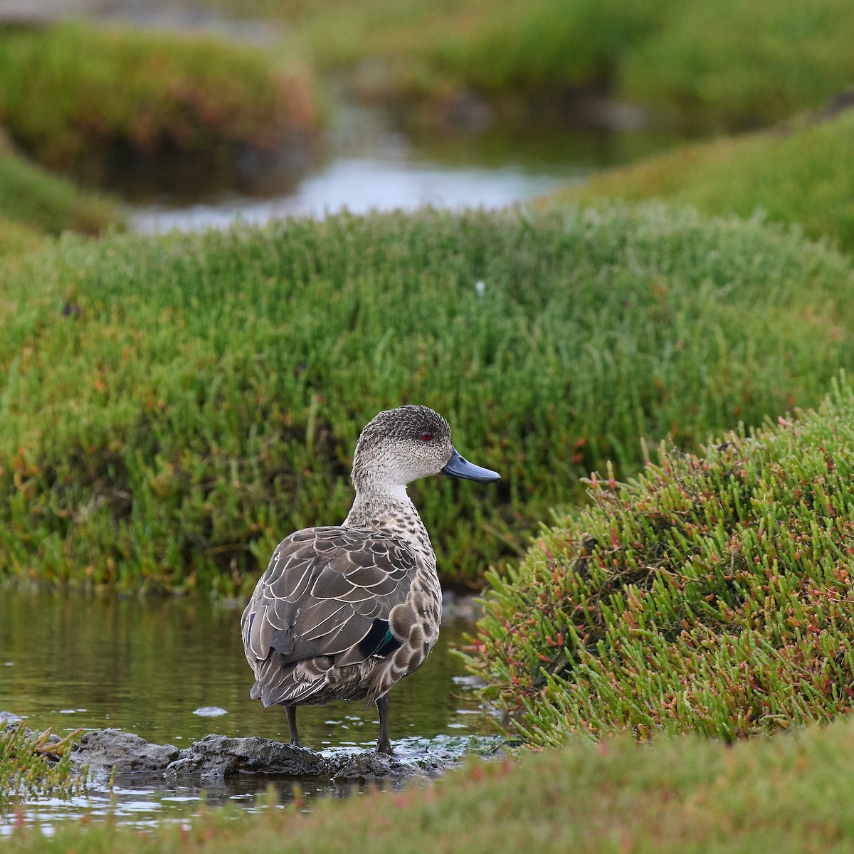 Gray Teal - ML645359770