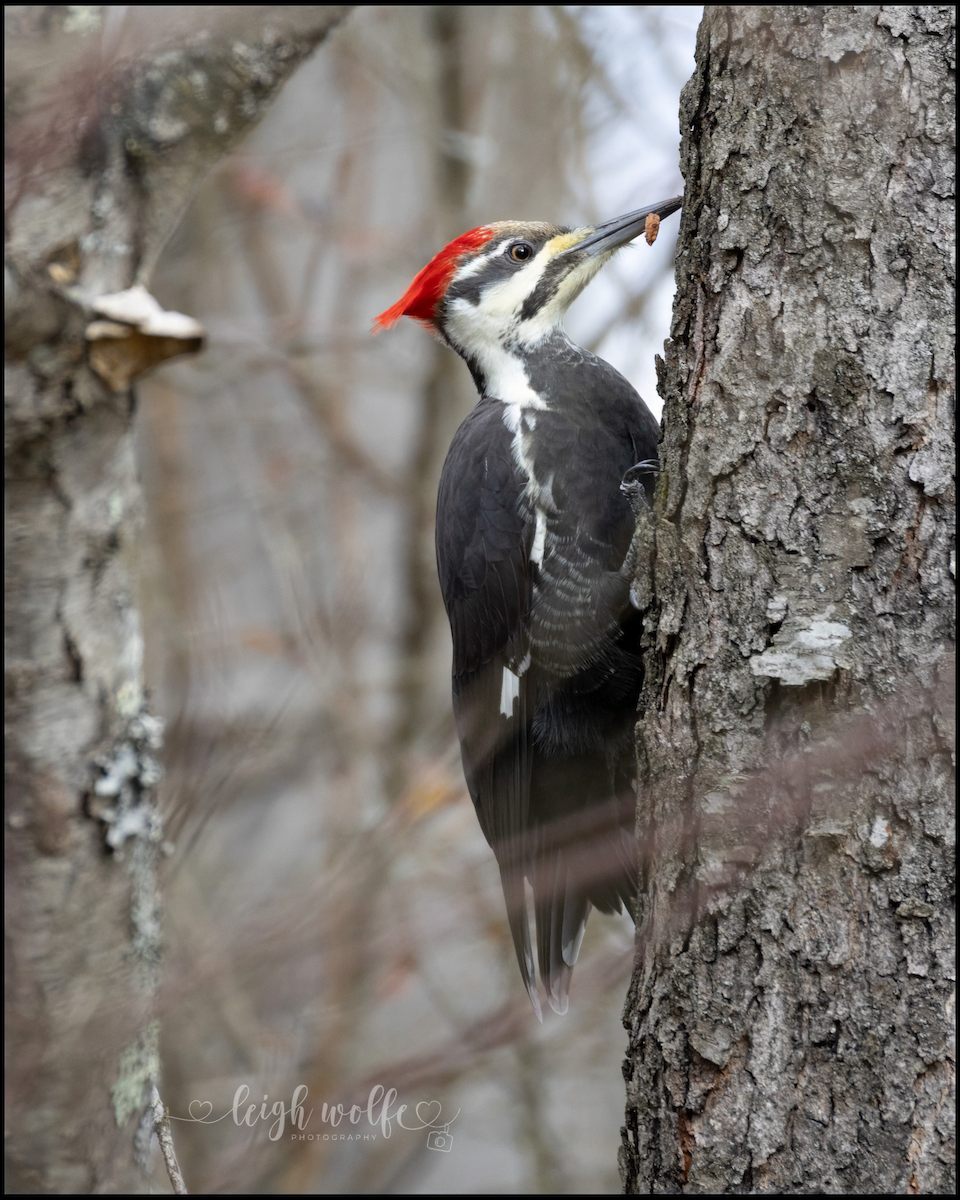 Pileated Woodpecker - ML645359773