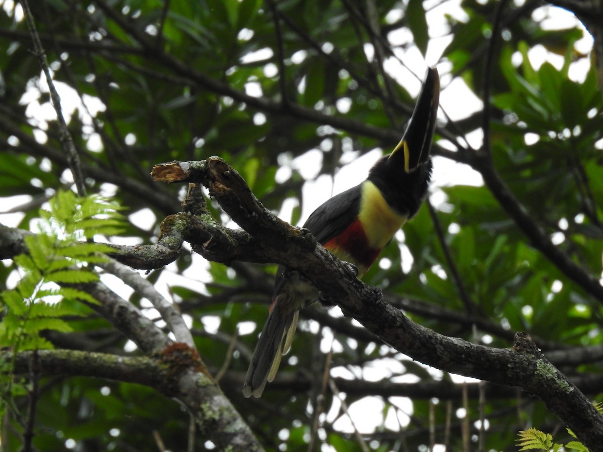 arassari hnědouchý - ML645359774