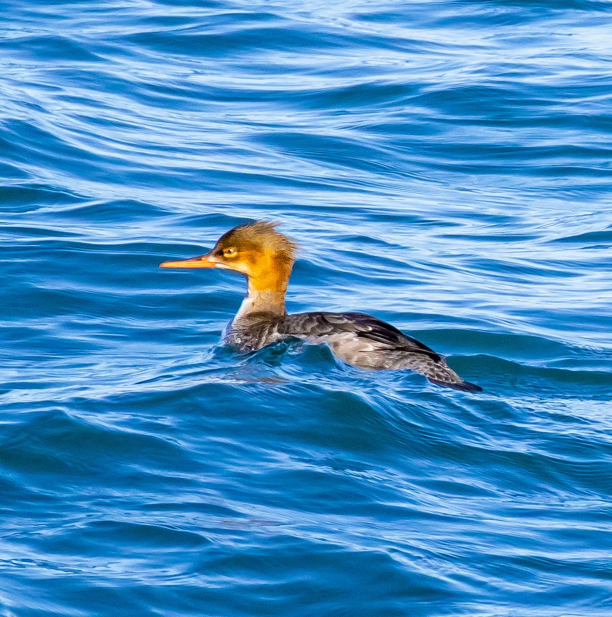 Red-breasted Merganser - ML645359776