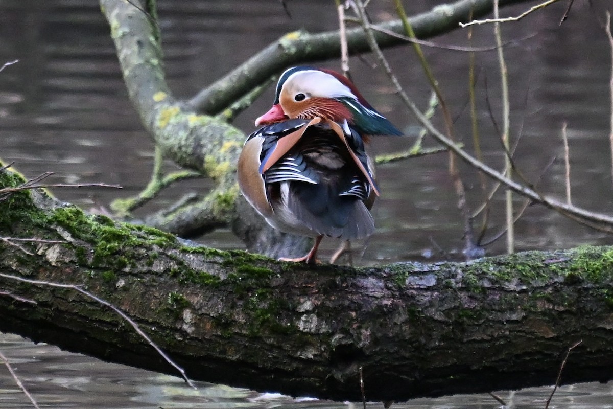 Mandarinente - ML645359778