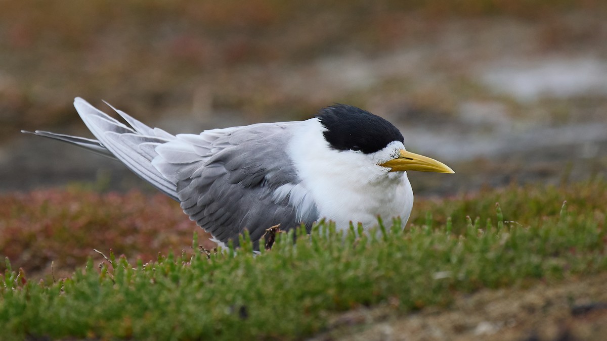 Great Crested Tern - ML645359781