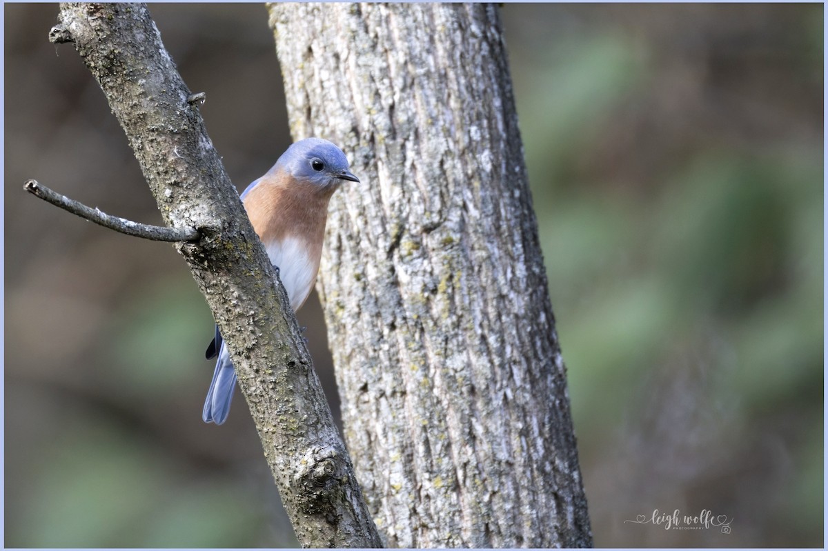 Eastern Bluebird - ML645359782