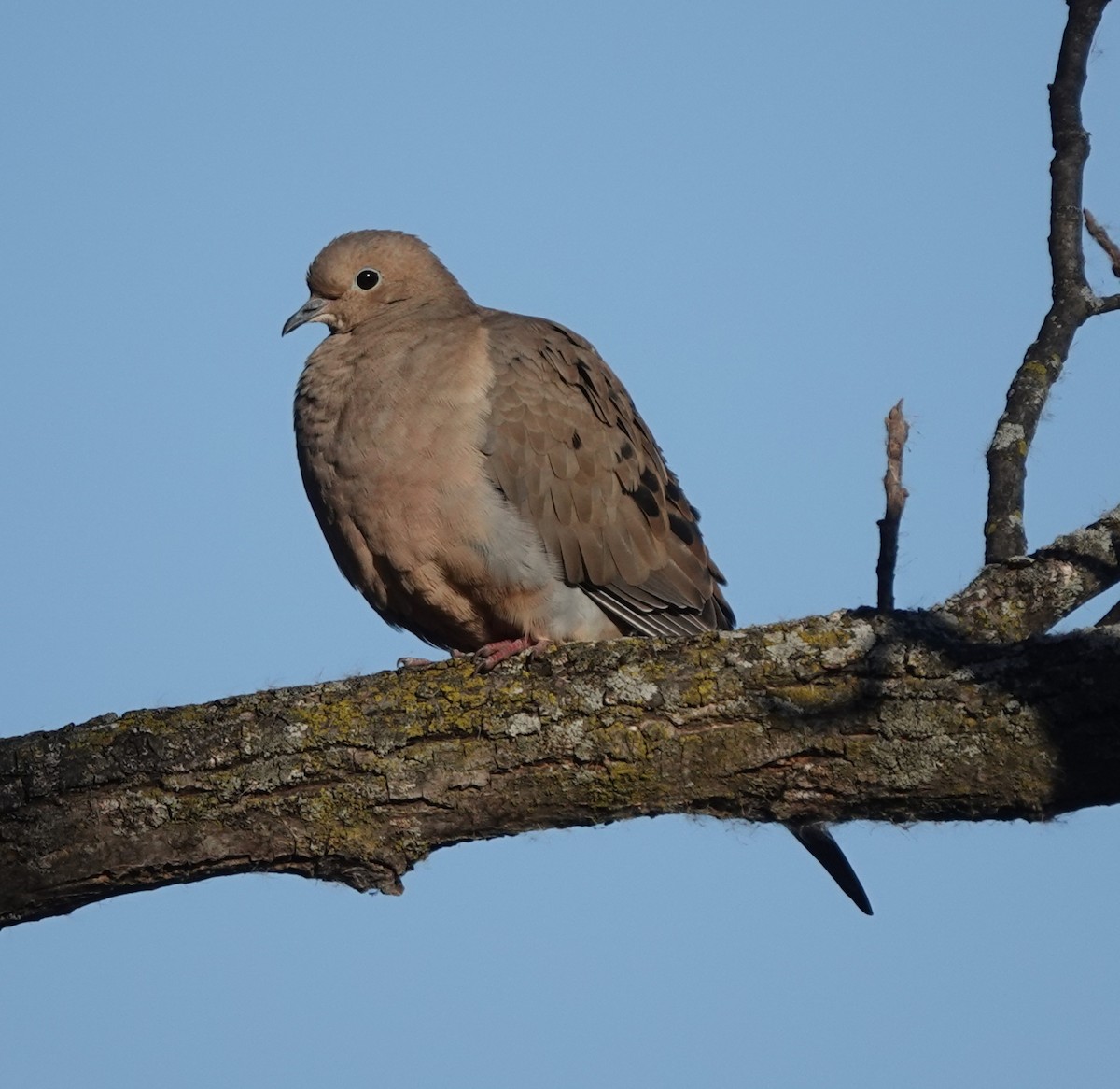 Mourning Dove - ML645359783