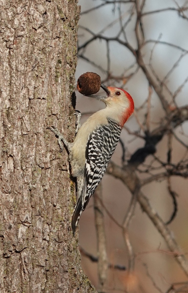 Red-bellied Woodpecker - ML645359786