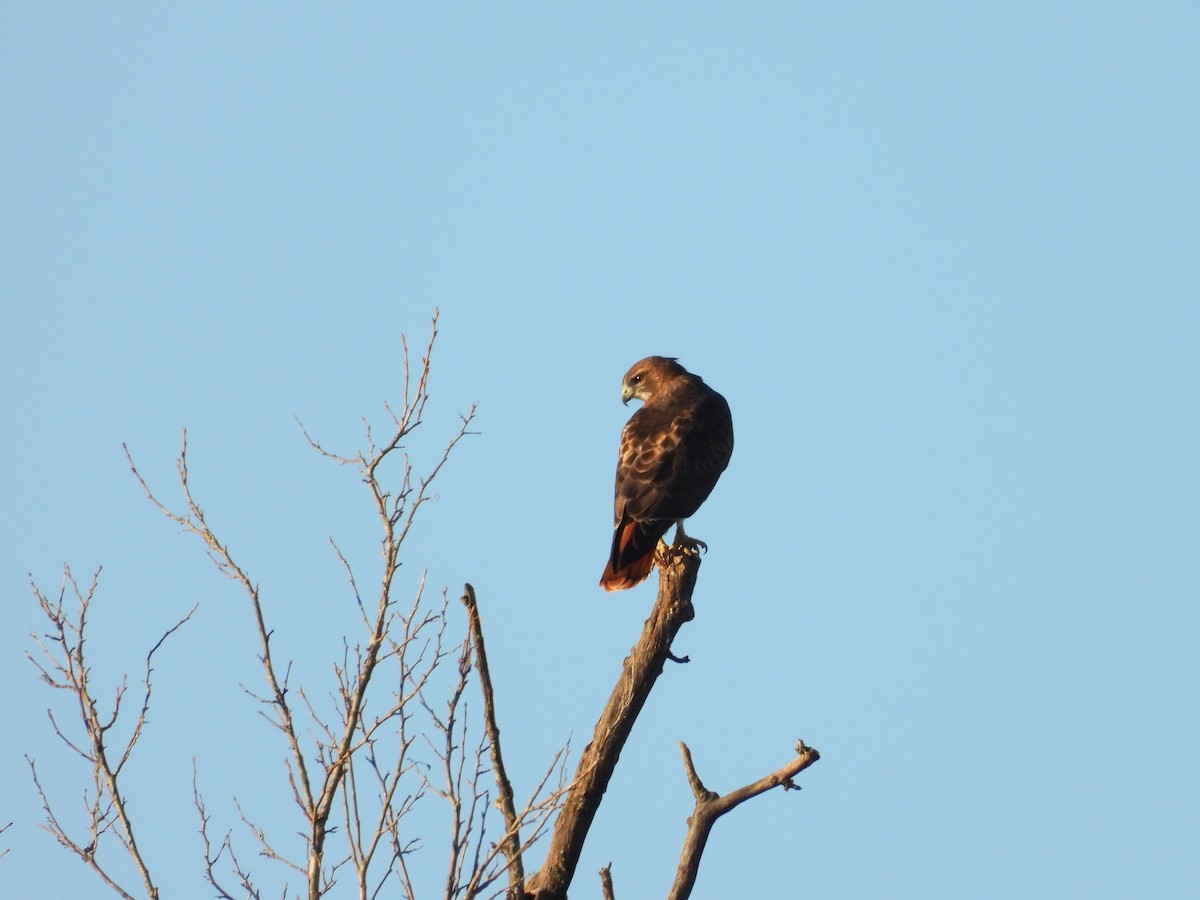 Red-tailed Hawk - ML645359790