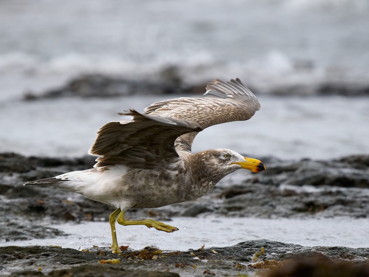 Pacific Gull - ML645359795