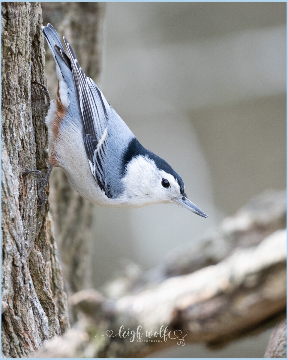 White-breasted Nuthatch - ML645359810
