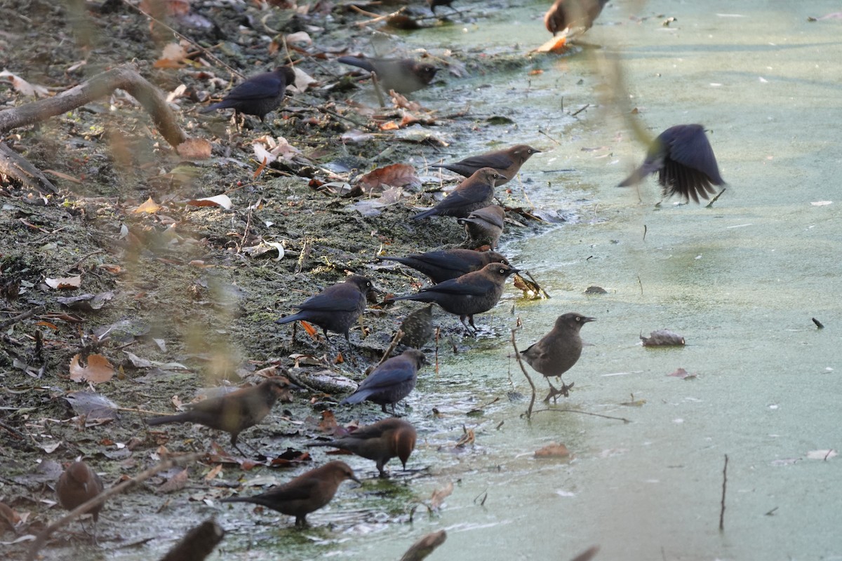 Rusty Blackbird - ML645359822