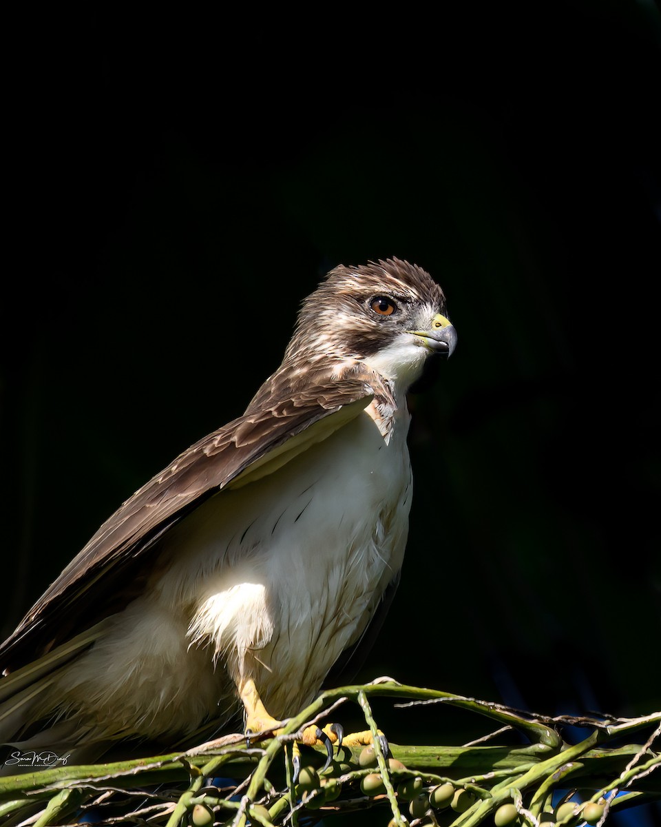 Short-tailed Hawk - ML645359832