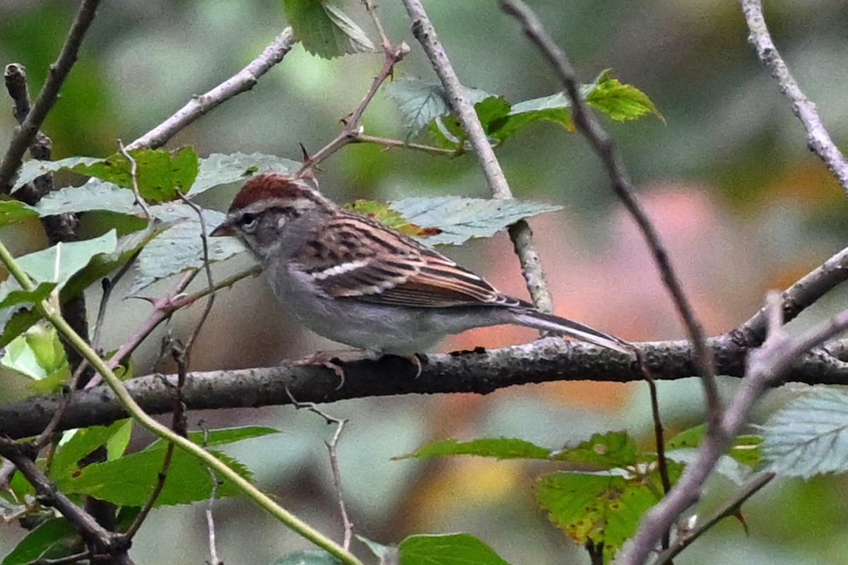 Chipping Sparrow - ML645359841