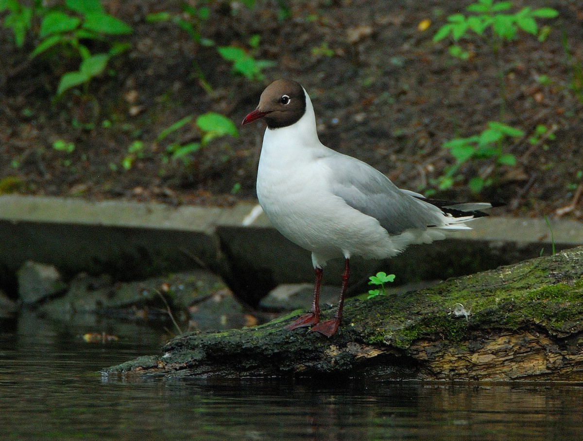 hettemåke - ML645359846