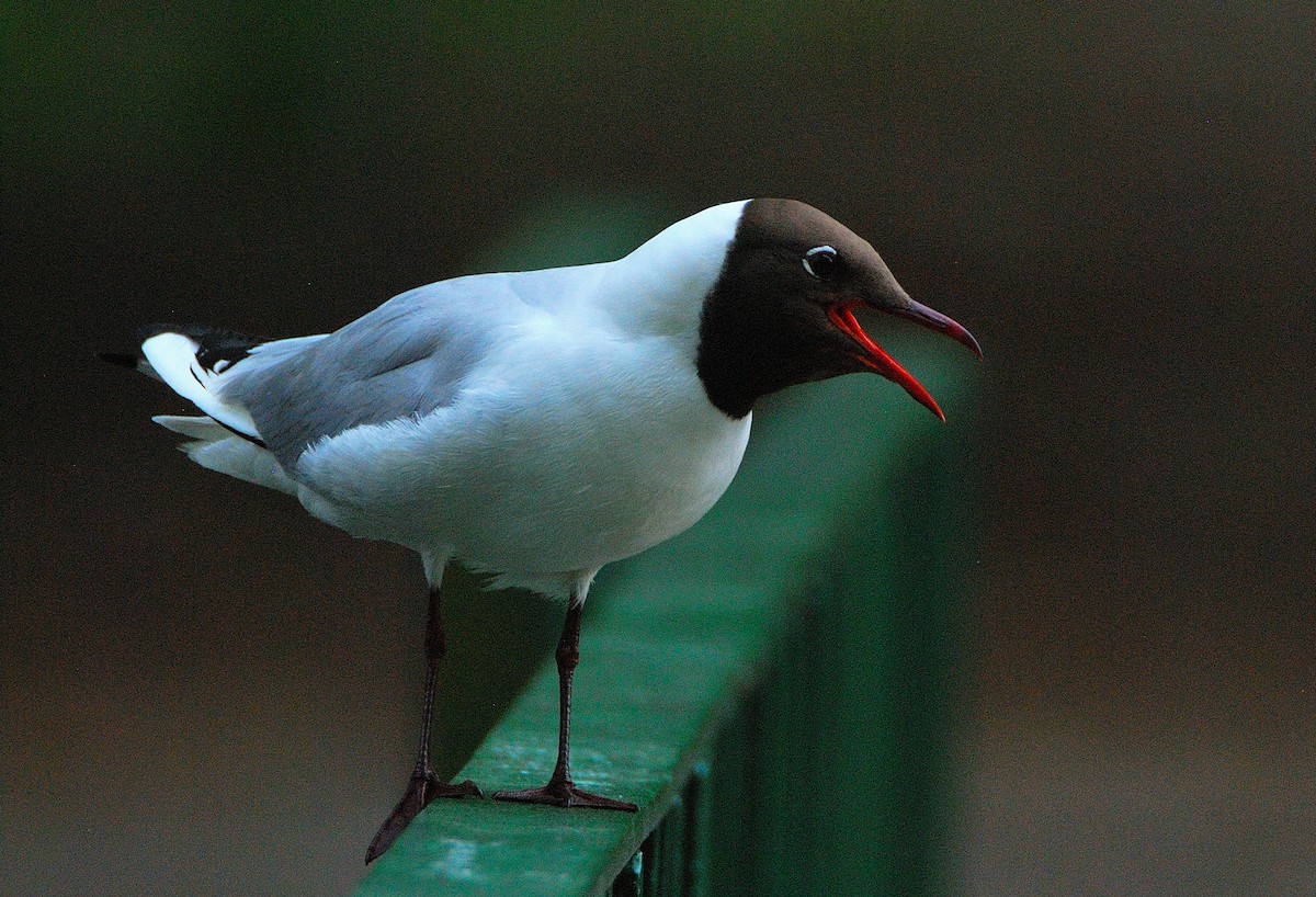 hettemåke - ML645359847