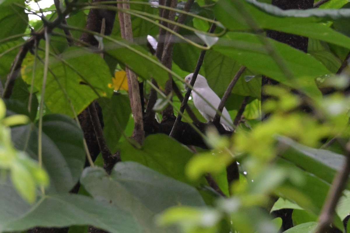 Tanimbar Corella - ML645359850