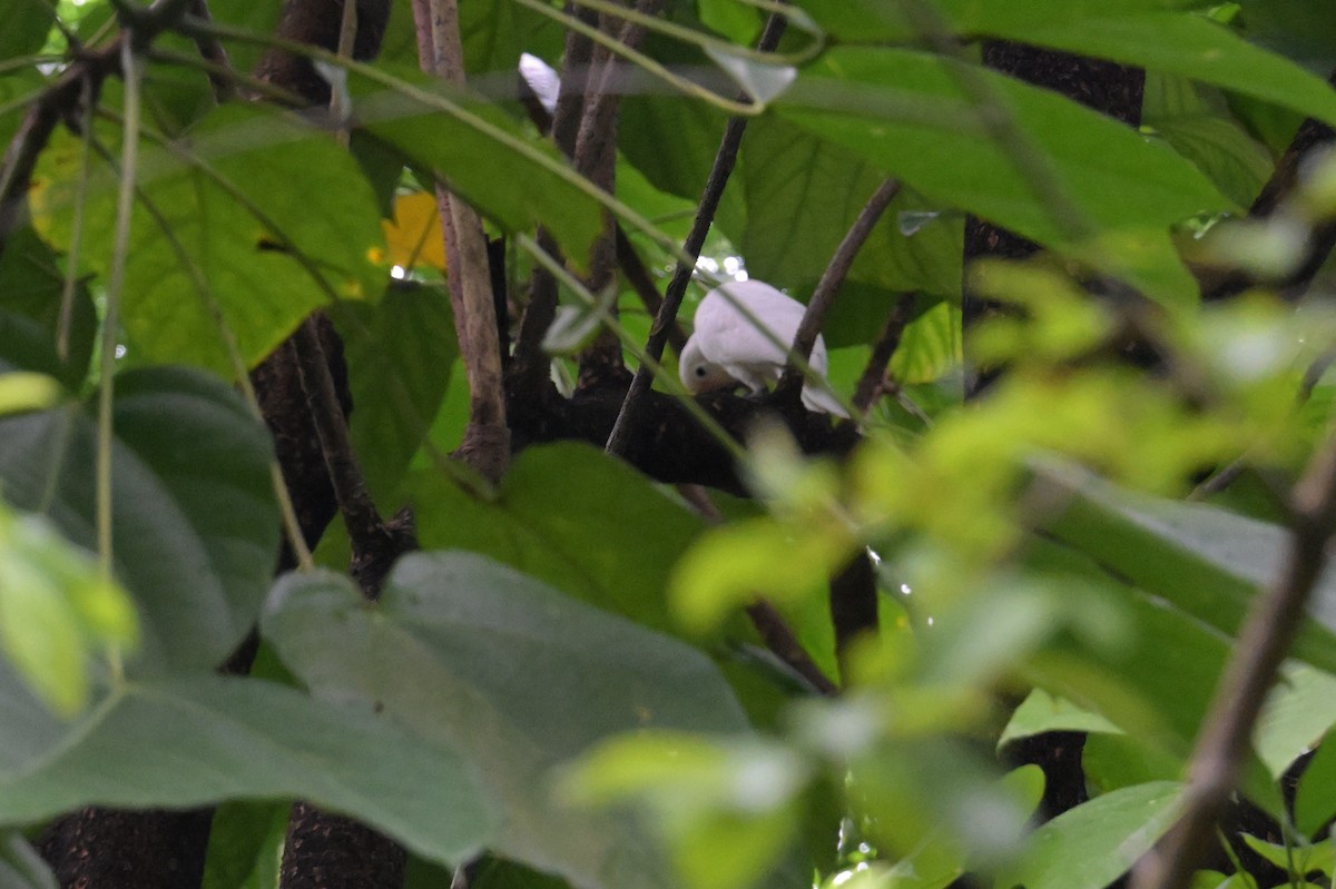 Tanimbar Corella - ML645359857