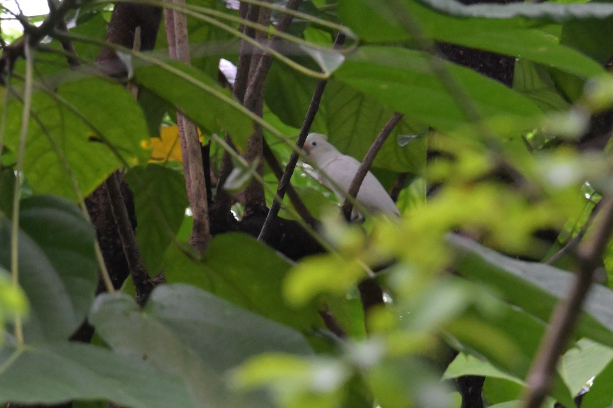 Tanimbar Corella - ML645359859