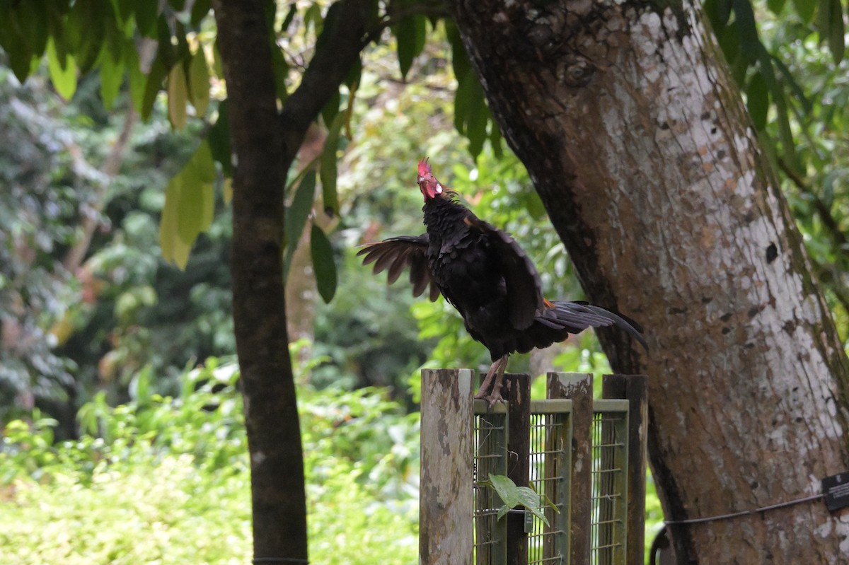 Red Junglefowl (Domestic type) - ML645359867