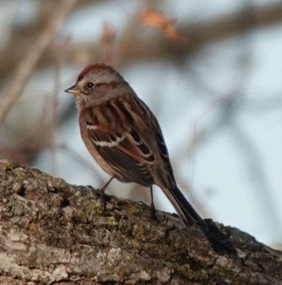 American Tree Sparrow - ML645359868